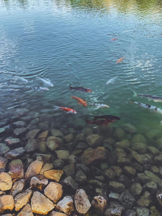 a pond with rocks and fish that are swimming