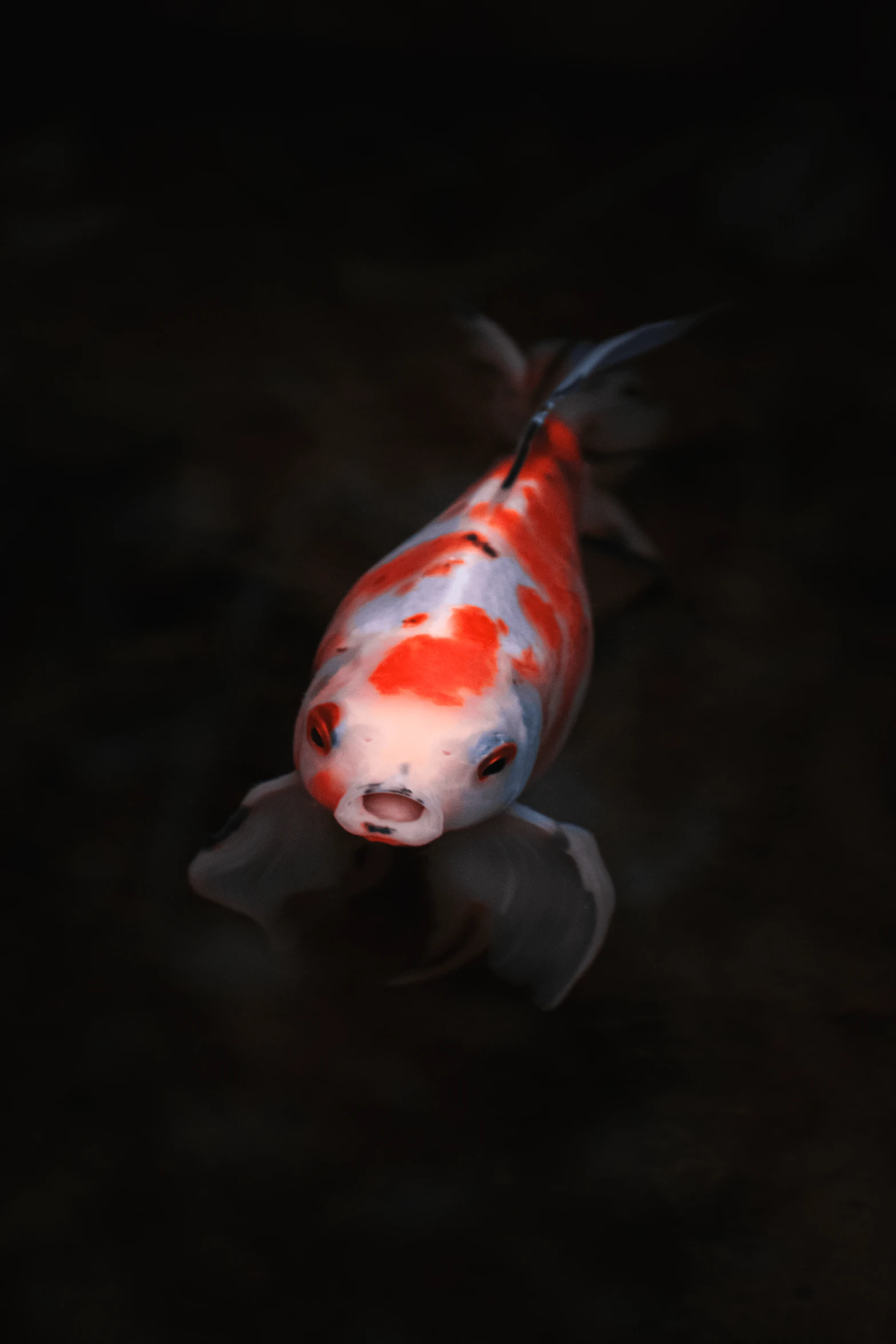 a brown koi fish swimming on the water at night