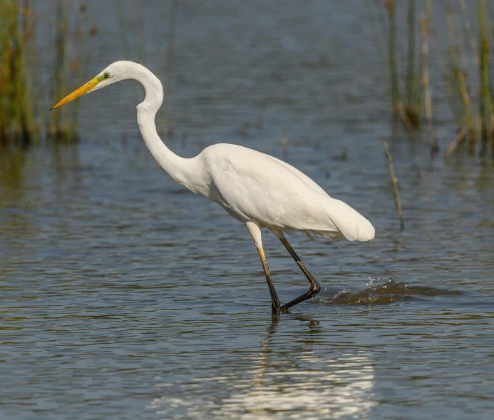 a white egret in the water wading