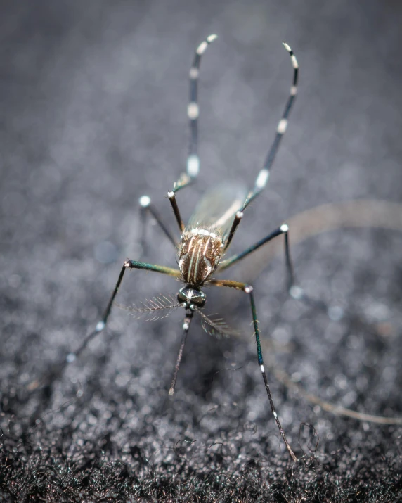 a very big pretty spider with a big smile on it's face