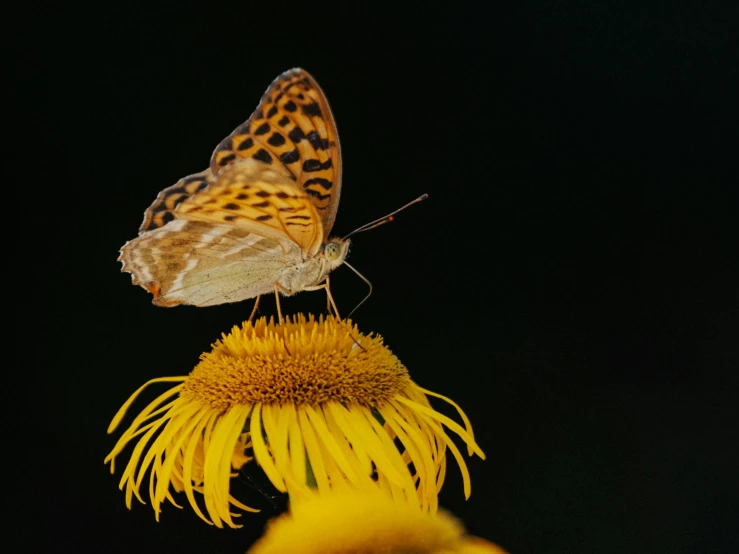 the erfly is perched on the flower on the stem