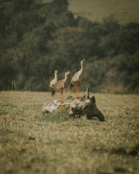 some birds are standing on top of a log