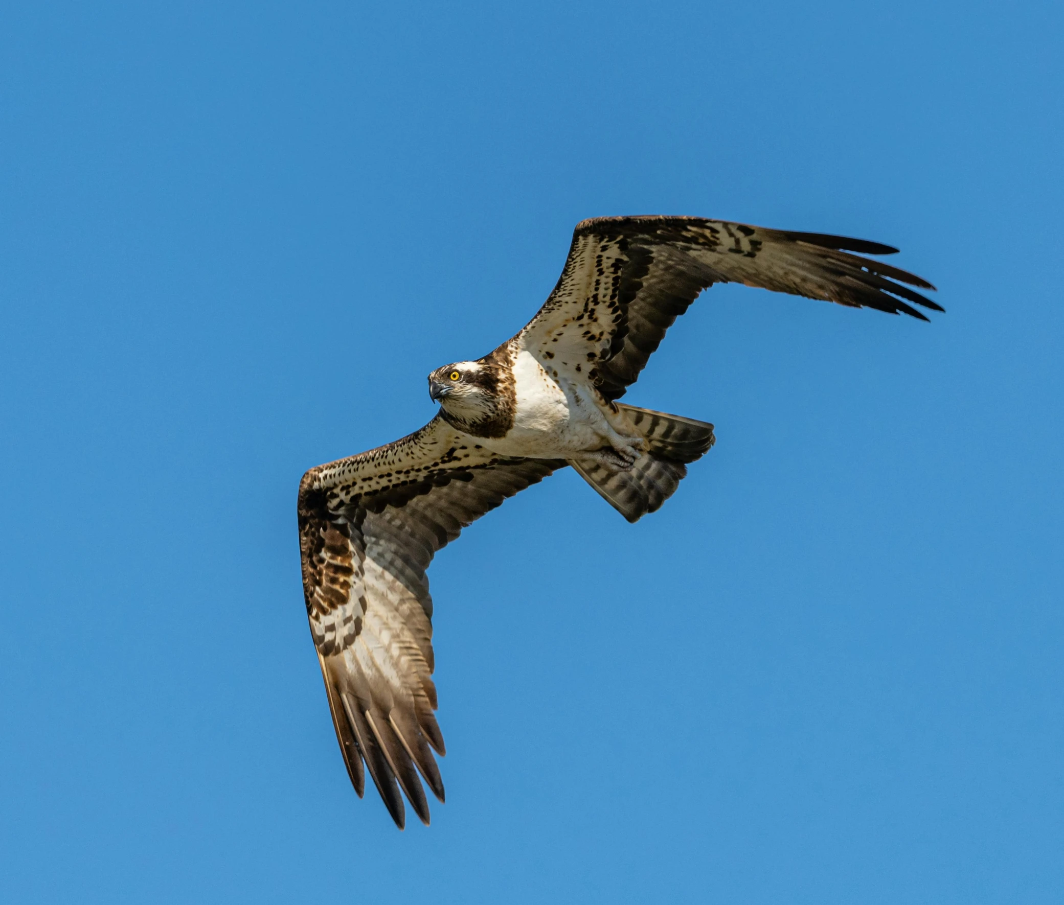 an osprea flying through the blue sky