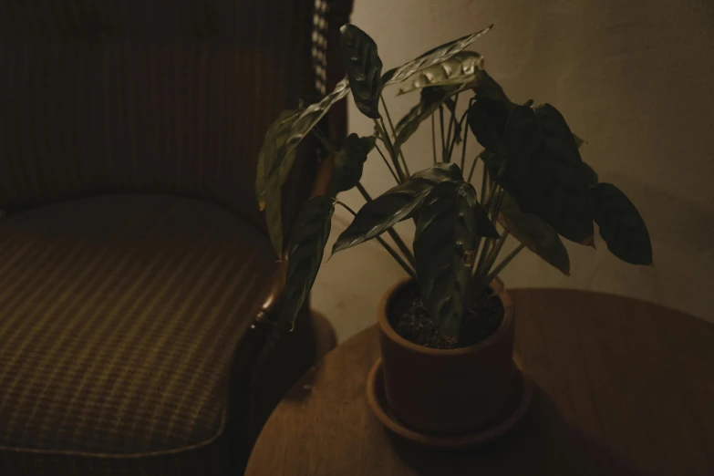 a green plant is sitting on a brown table