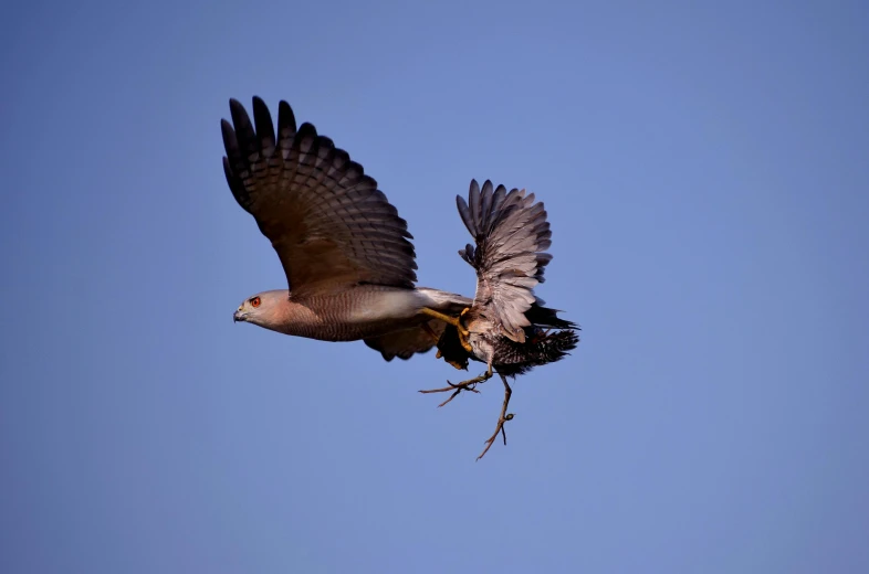 a bird flying through a blue sky with an insect on it's claws