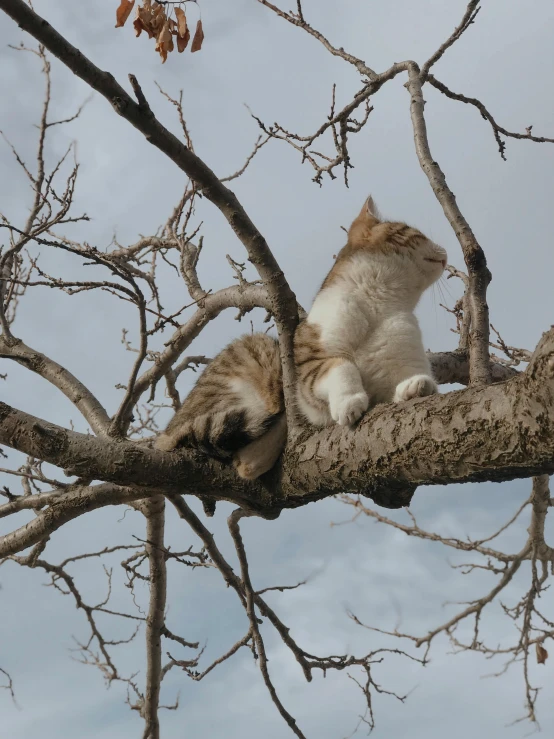 cat sitting in tree looking at soing with blue sky behind it