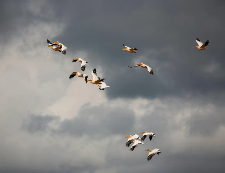 a flock of pelicans in flight against an overcast sky