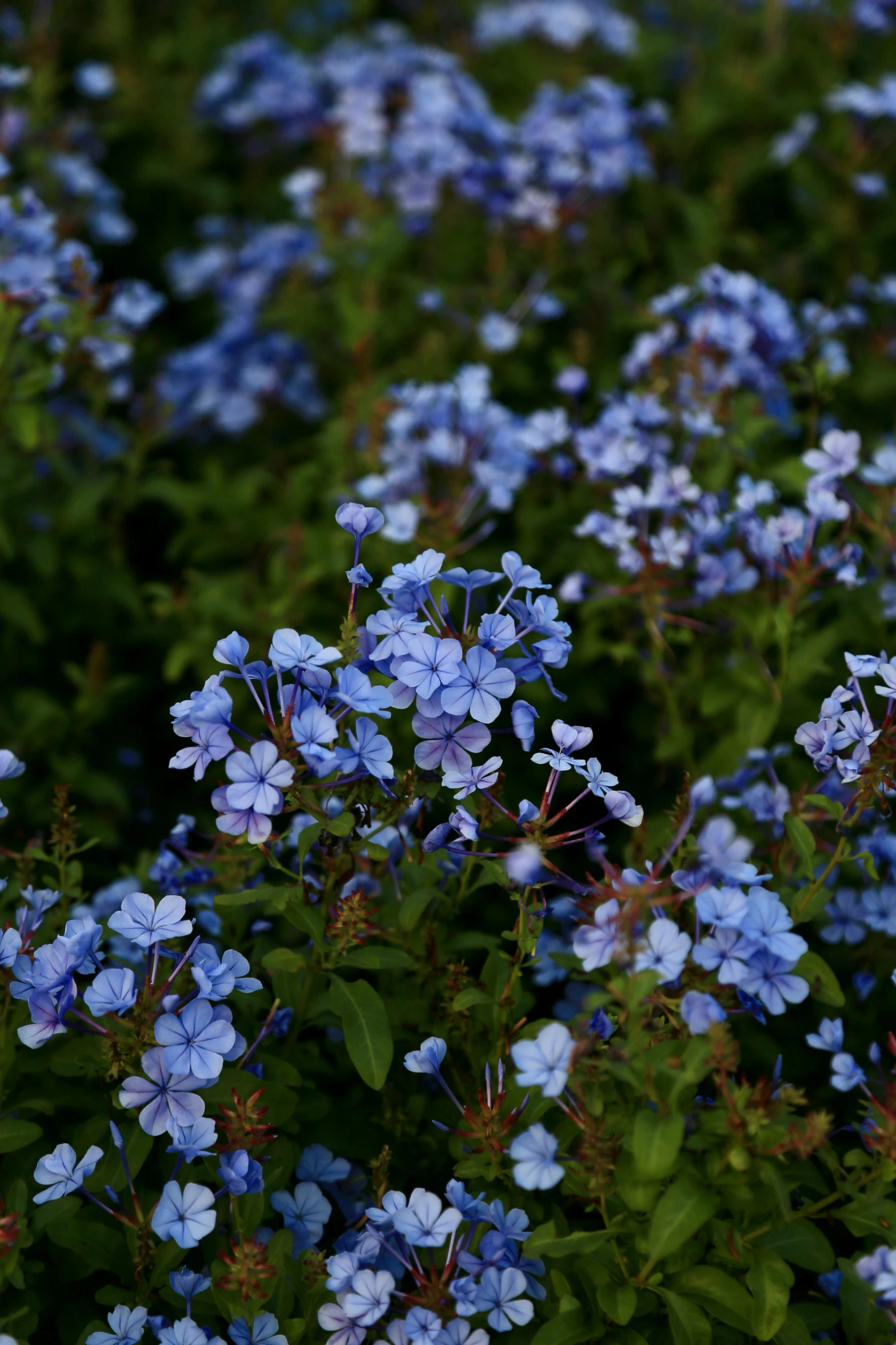 blue flowers and leaves are seen in this picture