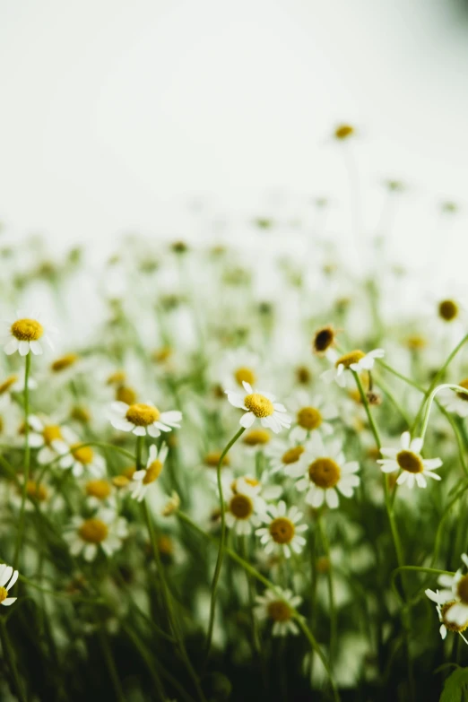white and yellow daisies in a field