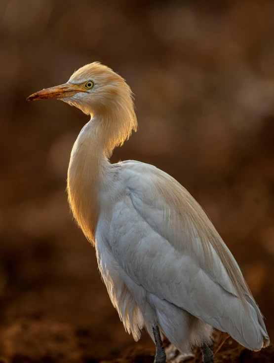 an exotic looking bird stands alone in a dirt field