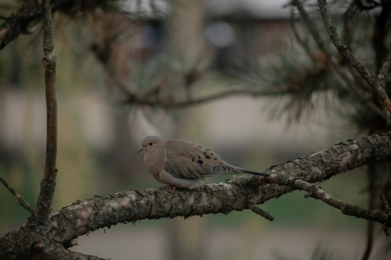 a bird is perched on the nch of a pine tree