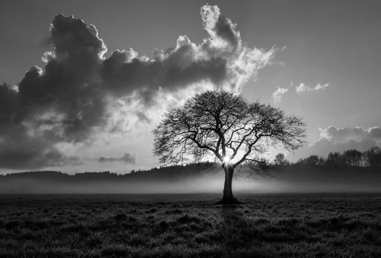 the lone tree is standing alone in the field