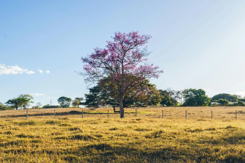 an empty field with a tree in the middle