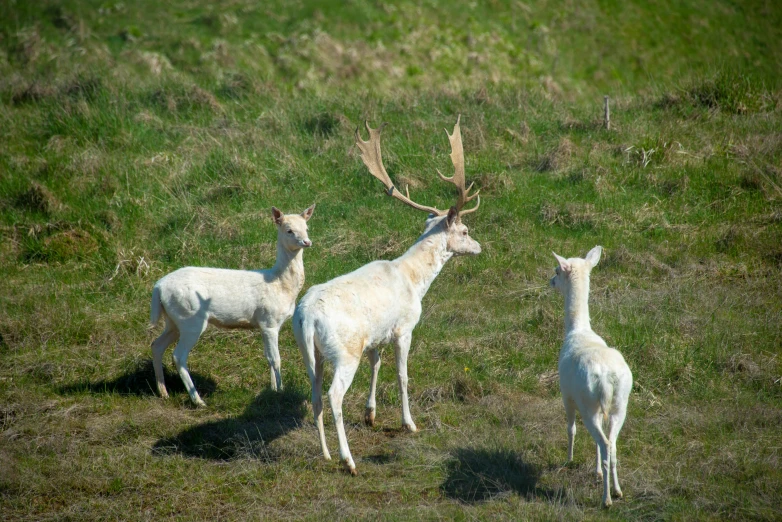 three white deer standing in the grass with antlers on their heads