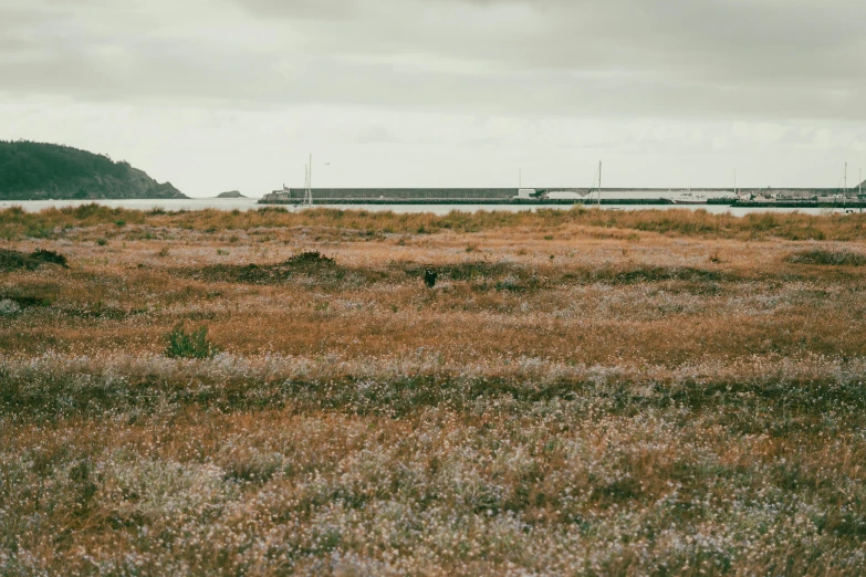 the lone animal in the brown field is standing on his hind legs