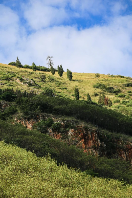 a green hillside with some trees and a person on a horse