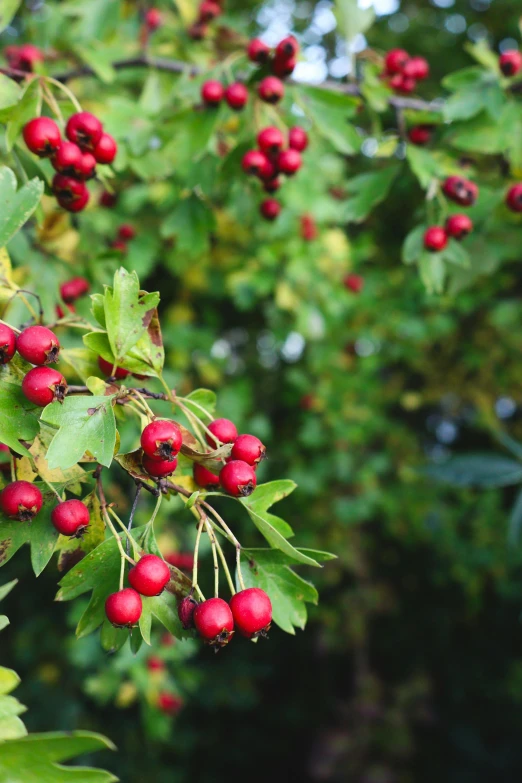 some leaves with red berries on them