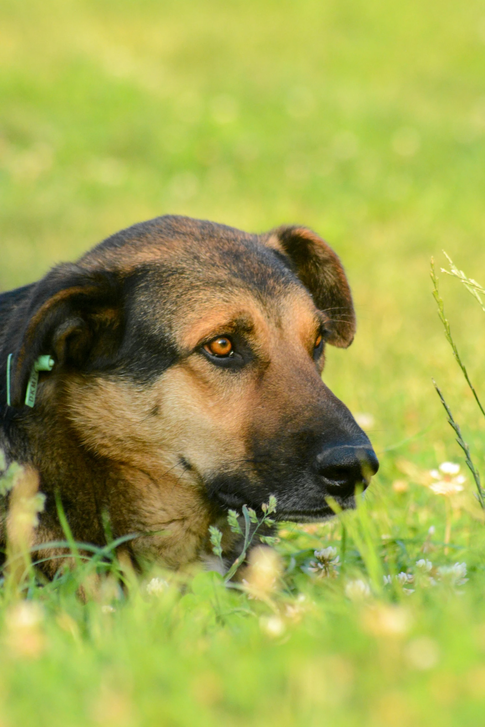 a brown dog laying in some grass near flowers
