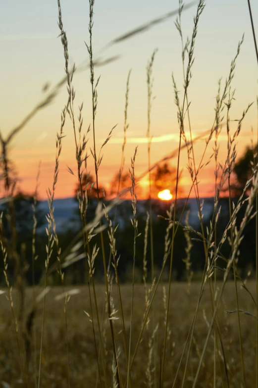 a sunset seen through some tall grass on the side of a road