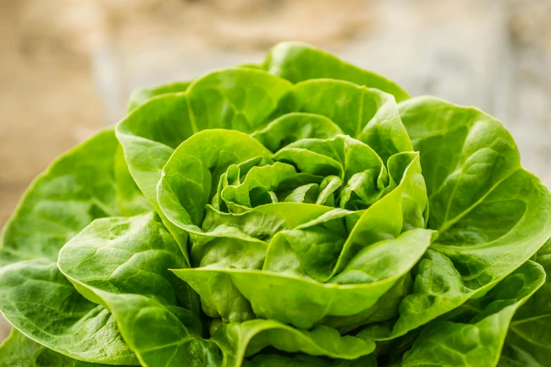 a close up of a bunch of green leafy vegetables