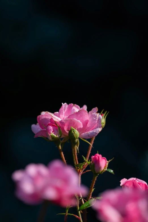 there is a bush with many pink flowers