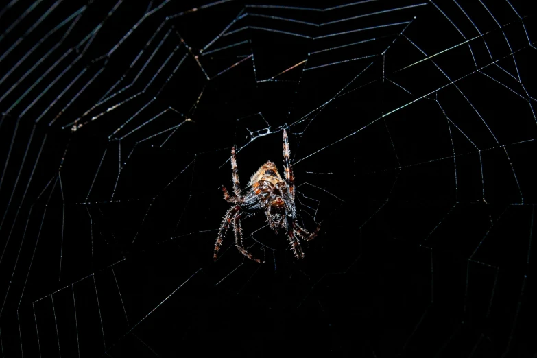 a close up of a spider on its web