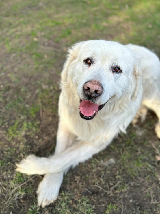 a large white dog sitting in the grass