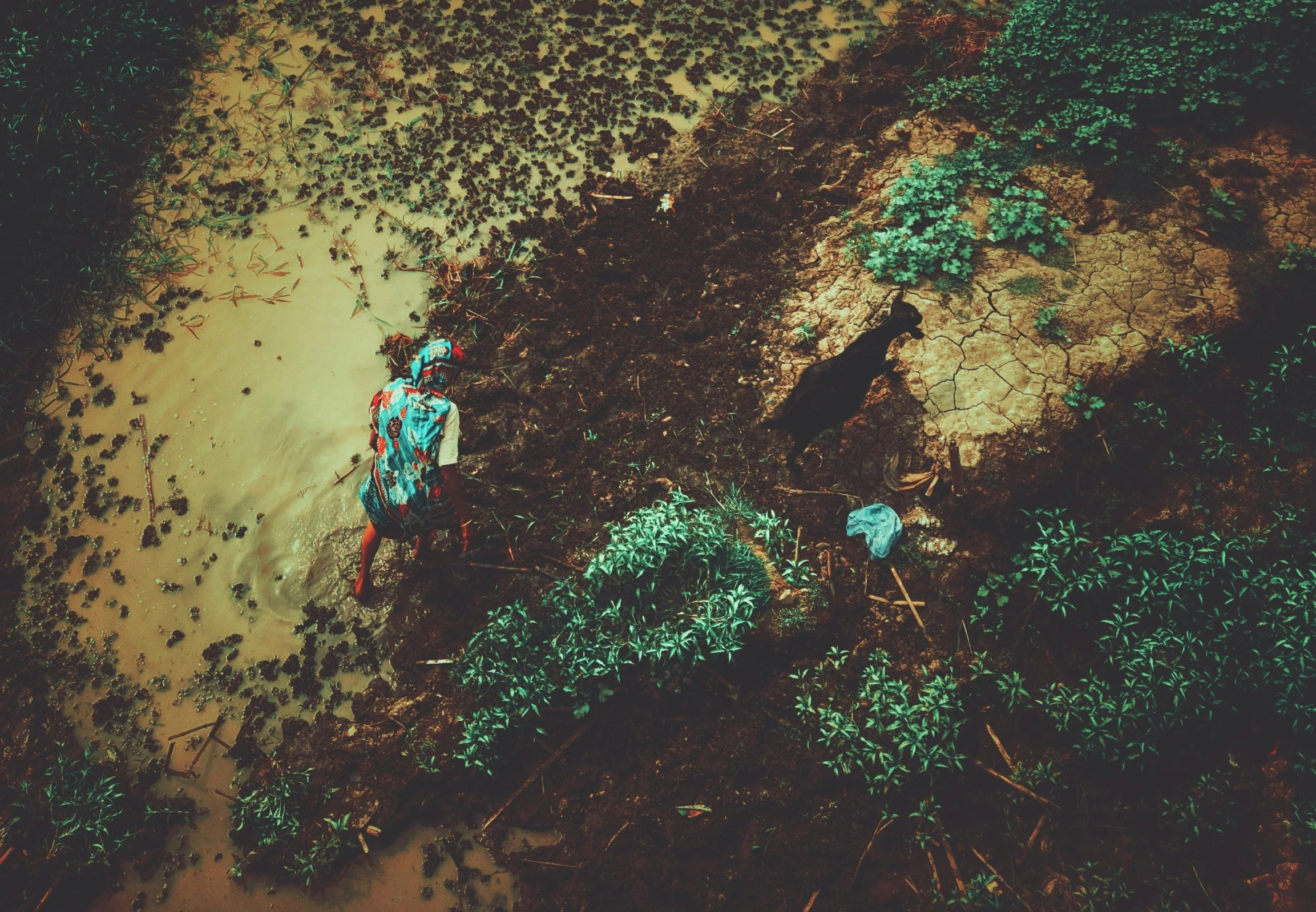 an aerial view of two people tending to crops