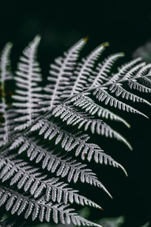 a close up of a fern leaf on a plant