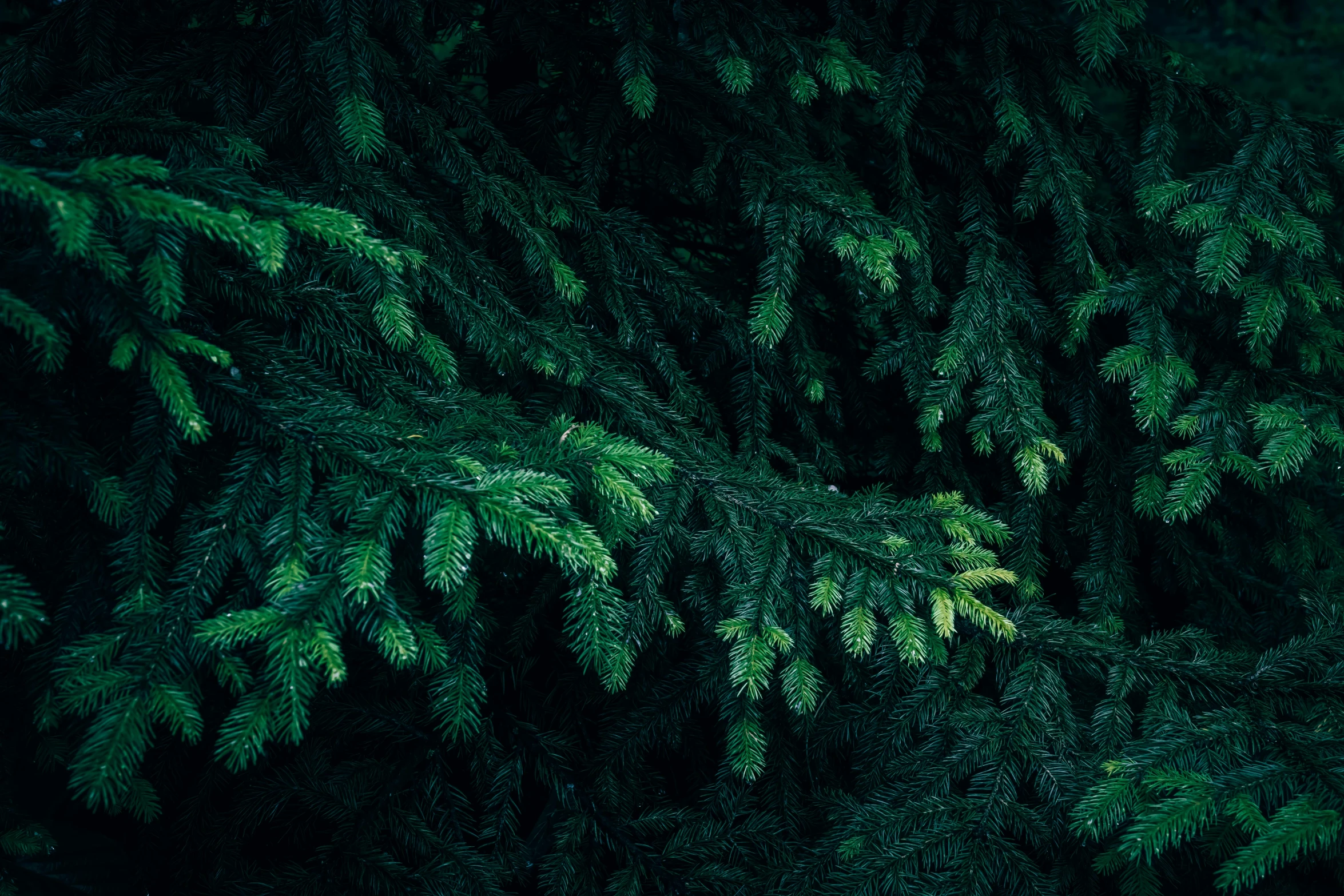 the dark forest has lots of green foliage