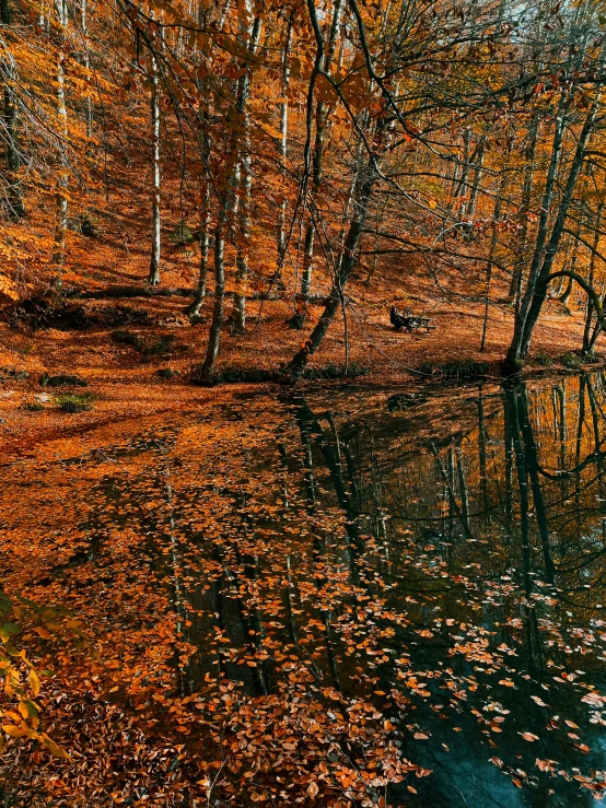 an area that has some very colorful leaves