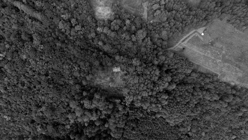 aerial view of trees in the area in the woods