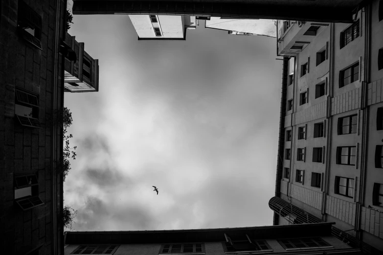 a bird flies above the grey buildings at night