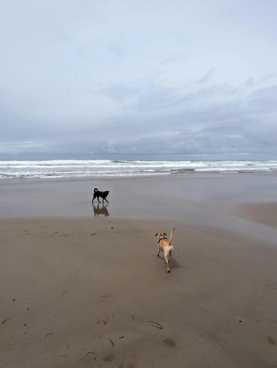 two dogs are running on a beach
