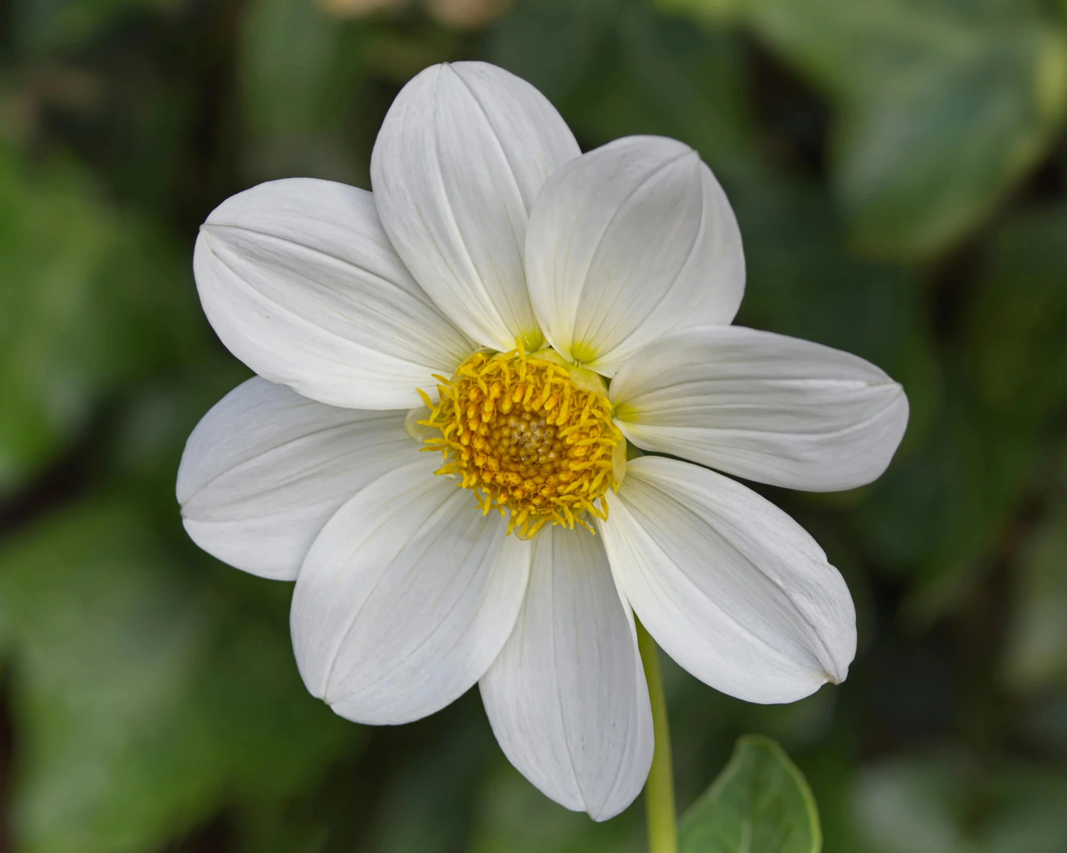 the large flower is white and yellow with a center