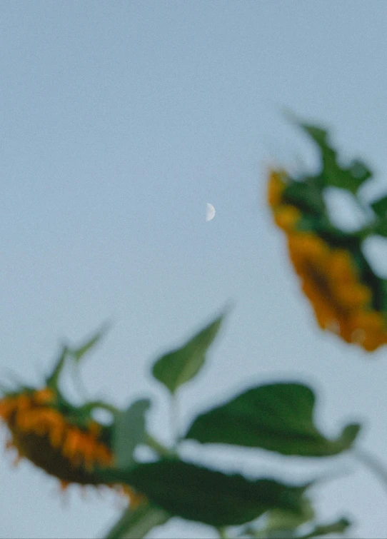 a bird that is flying by some flowers