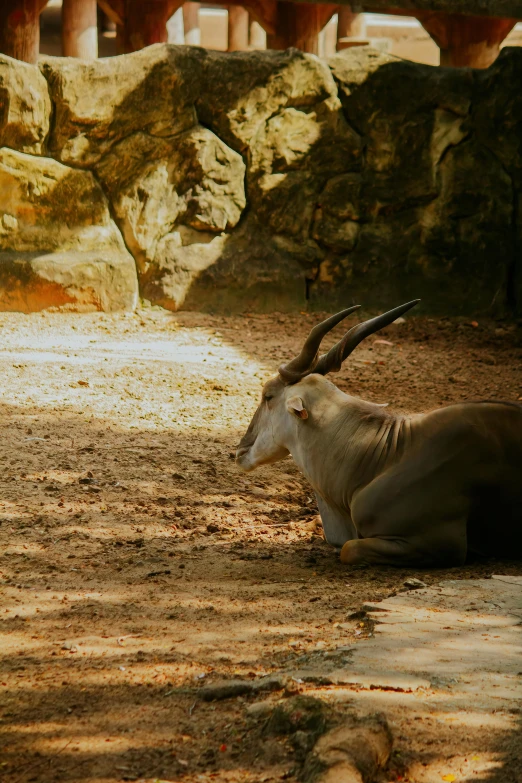 an animal laying down in a dirt area