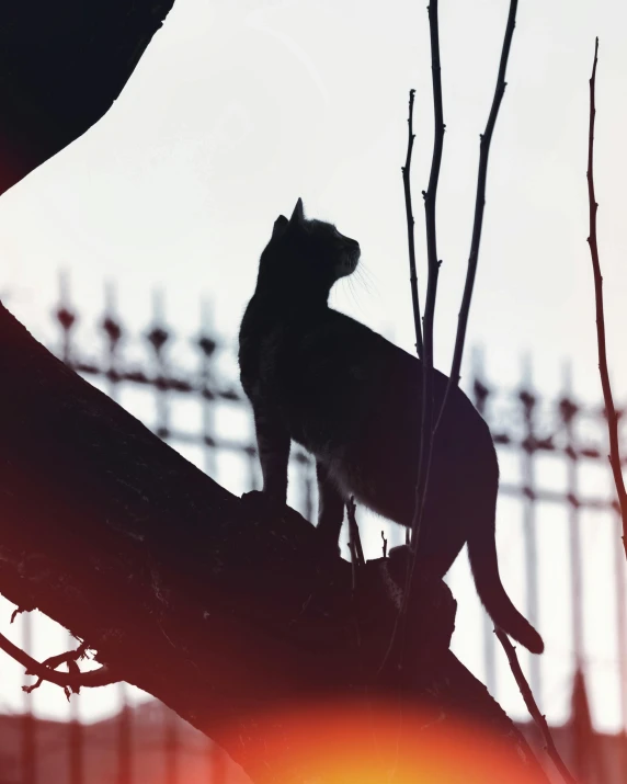 a cat sitting on the edge of a tree limb