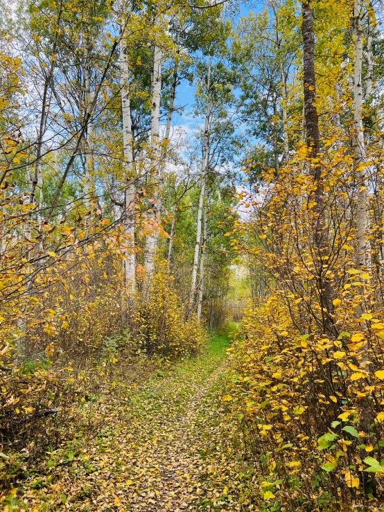 the leaves and trees are changing color as a path goes through it