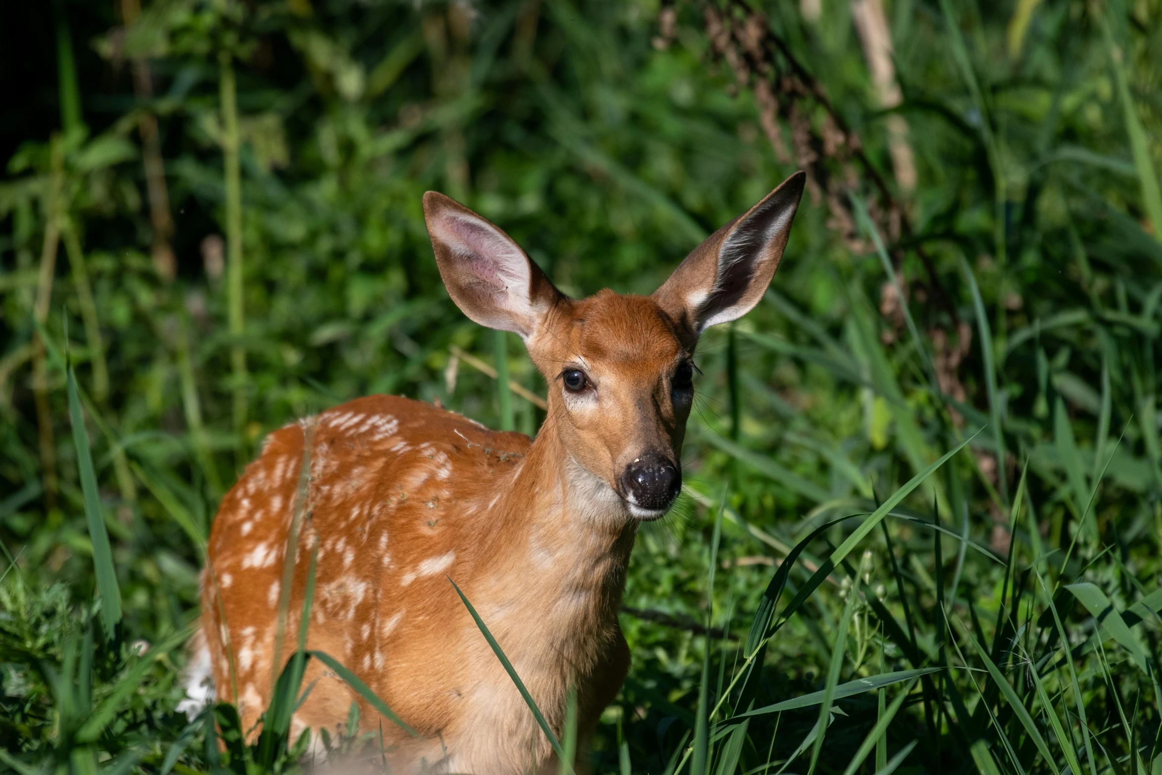 this is an image of a small deer in the woods