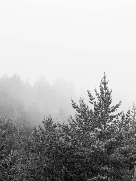 trees on a foggy day on the side of a hill