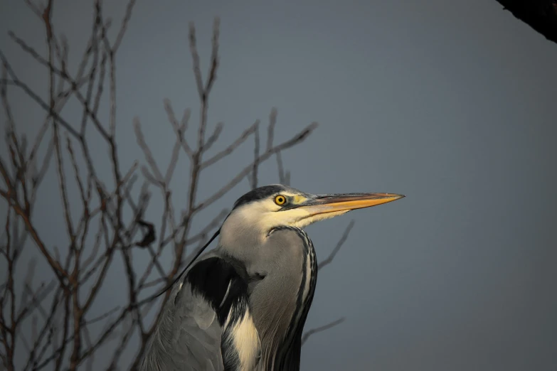 a heron perched on top of a nch