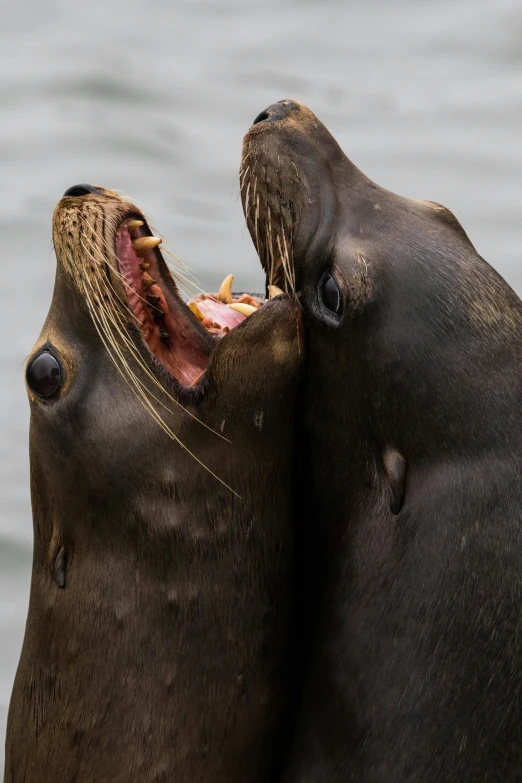 two walpopos rubbing heads over each other and biting