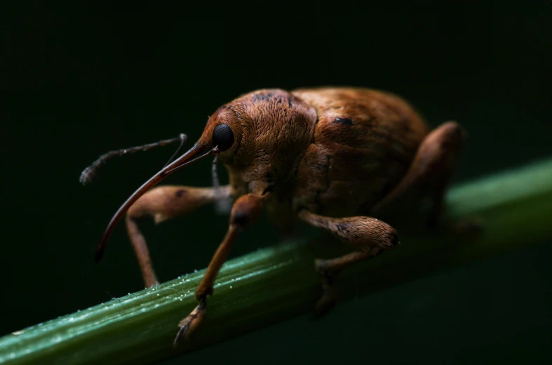 a bug with long legs sitting on top of a leaf