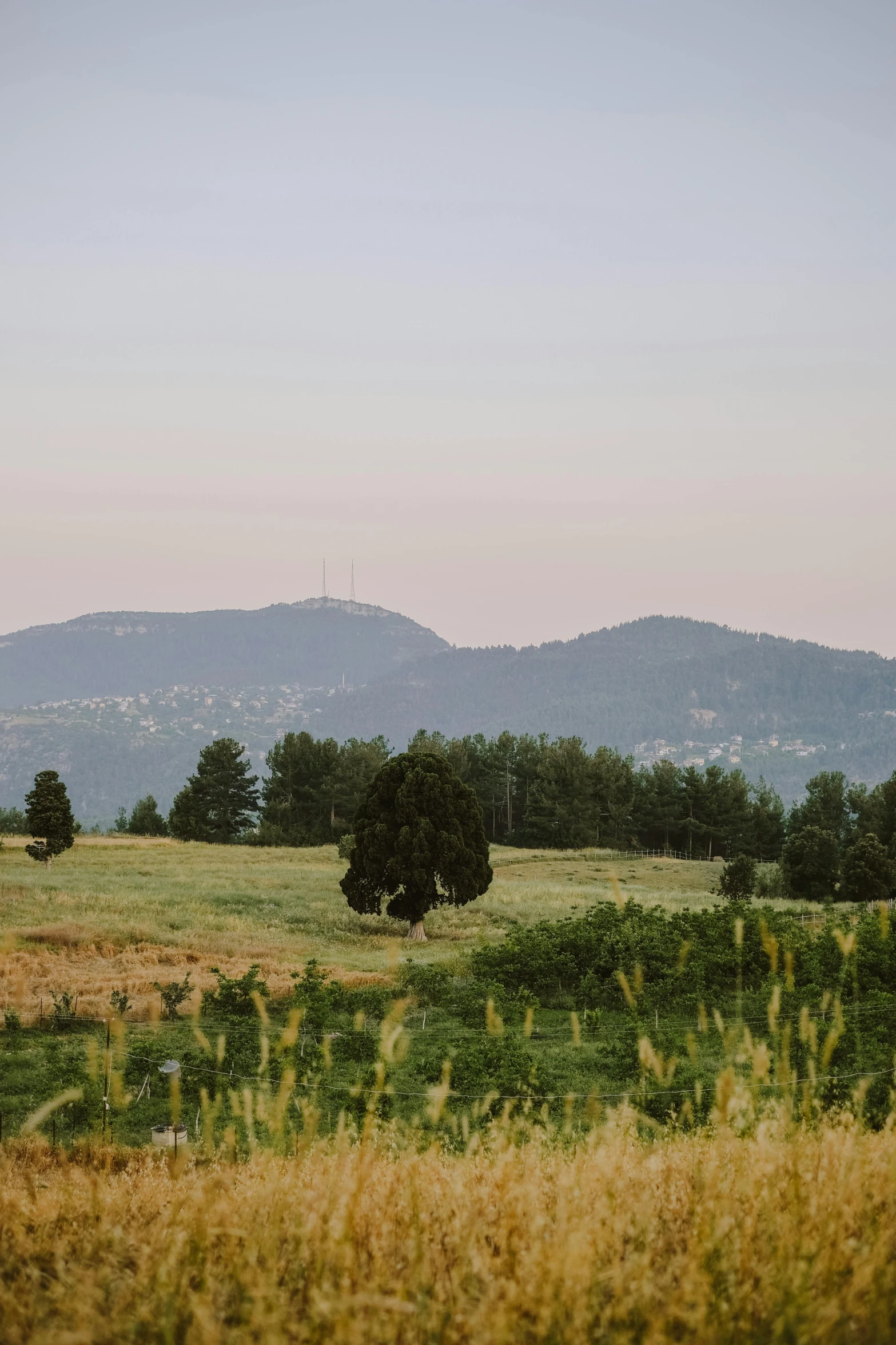 cows grazing in an open field near trees