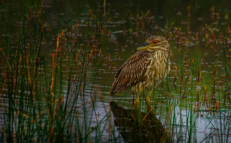 a small bird sitting in a pond surrounded by grass