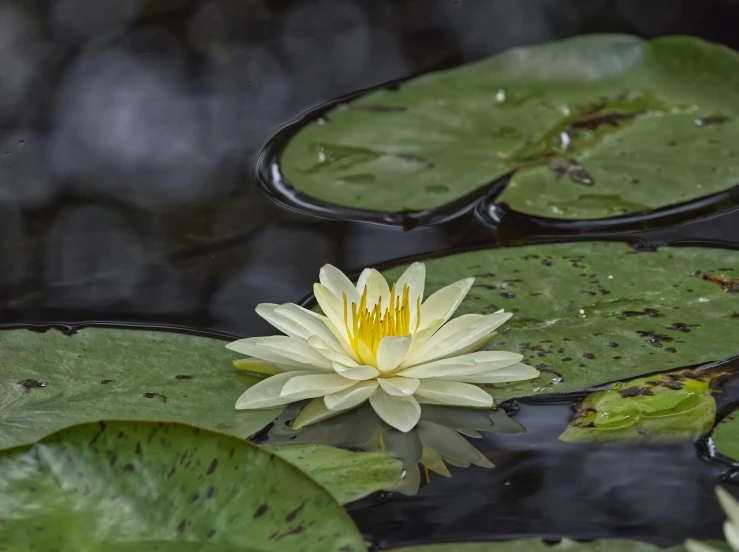 a yellow water lily in bloom in a pond