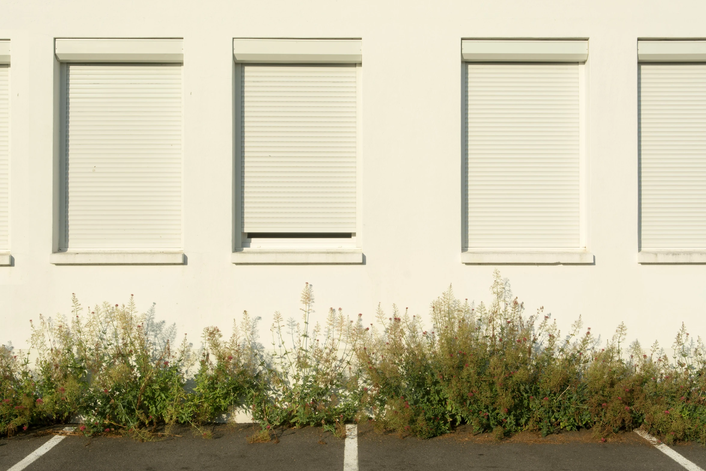 a parking space next to windows has plants in it