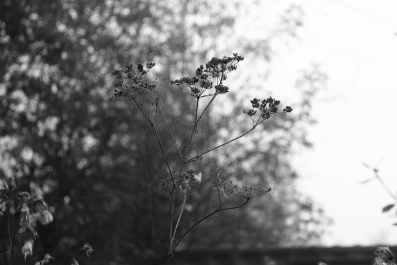 a black and white po of flowers and trees