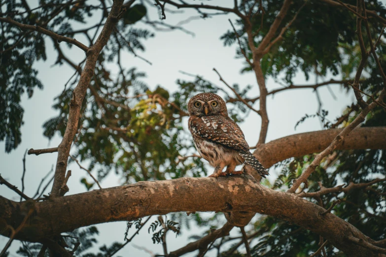 an owl is sitting on the nch of a tree